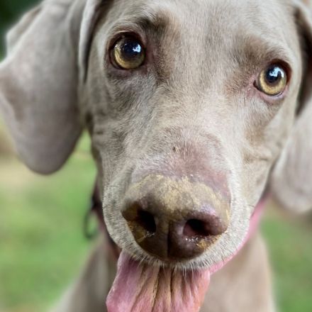 Dogs might be able to 'see' with their noses, a new study suggests