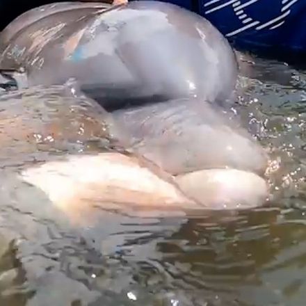 Dolphin and her baby rescued after being trapped in pond for 2 years