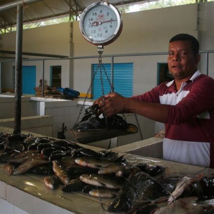 Pair's disappearance in Brazil's Amazon tied to 'fish mafia'