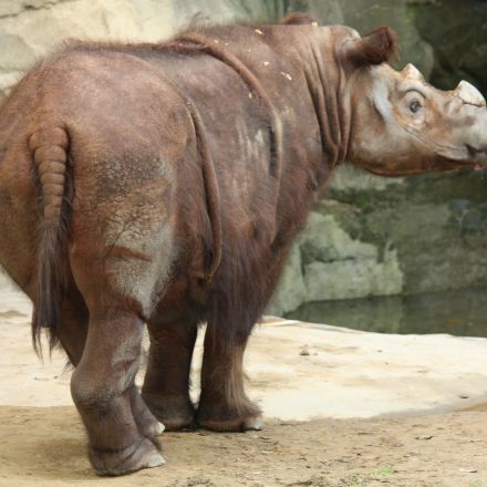 5 Animals On The Verge Of Going Extinct, From Sumatran Rhinos To Polar Bears
