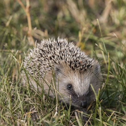 No Mow May blamed for rise in hedgehog injuries