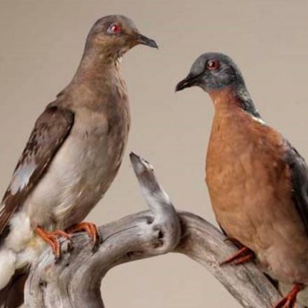 Why did the most abundant bird in the world go extinct in just 50 years?