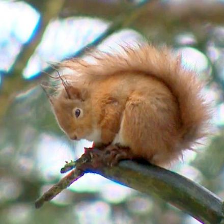 Red squirrel numbers boosted by predator