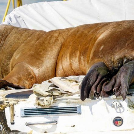 Walrus Freya who became attraction in Norway's Oslo Fjord put down