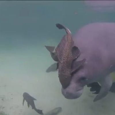 Invasive armored catfish causing harm to Florida's manatees