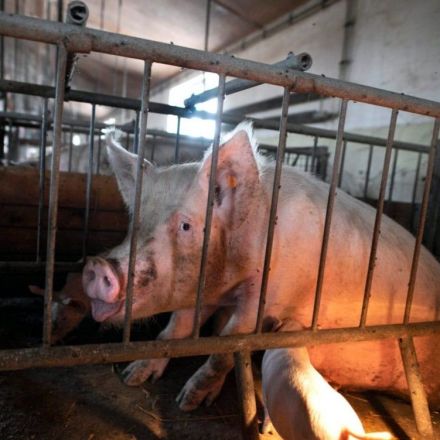 World leaders ‘must speed up moves to halt factory farming to cut future pandemics risk’
