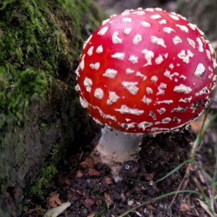Fungi stores a third of carbon from fossil fuel emissions and could be essential to reaching net zero