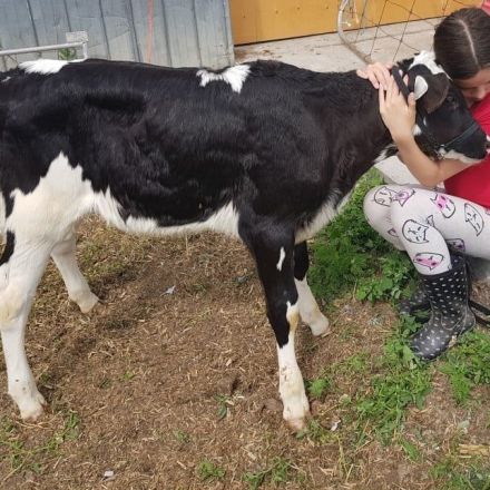 'It was love at first sight': How this 11-year-old girl saved a calf slated for the slaughterhouse