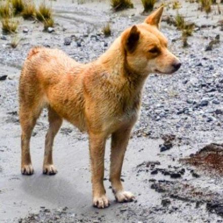 Original New Guinea Singing Dogs Still Exist in the Wild, Study Shows