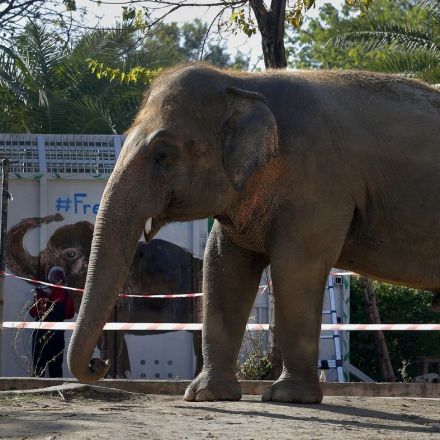 'World's Loneliest Elephant' Moving To Sanctuary, With Help From Cher