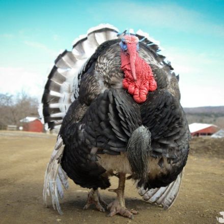 Saving Turkeys in the Name of The Bronx