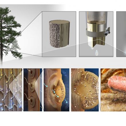 MIT engineers make filters from tree branches to purify drinking water