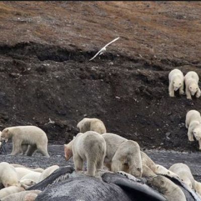 With global warming, whale carcasses will no longer be enough to feed polar bears