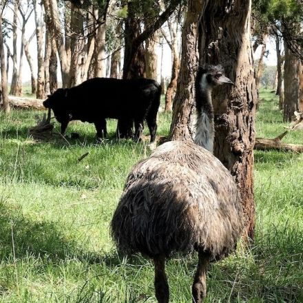 Guardian emus ferocious with locusts and foxes, but make great pets