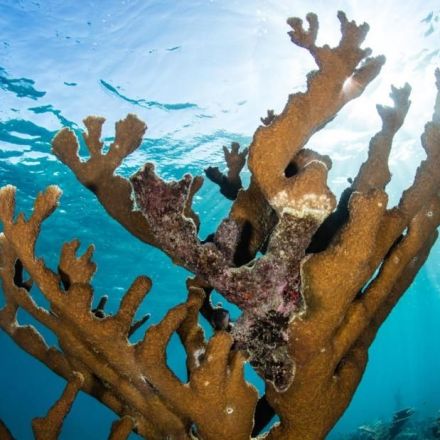Scientists make major breakthrough in race to save Caribbean coral