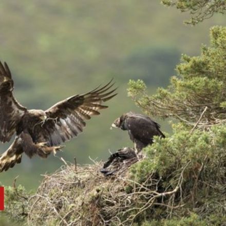 Golden eagles breeding success at Highlands estate
