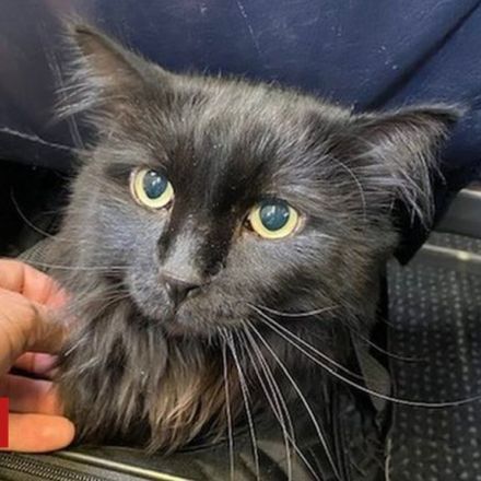Missing cat found 1,200 miles from US home