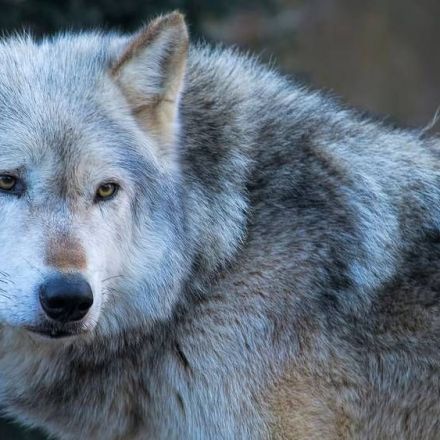 Wolves are recovering in Europe - here’s why that’s good news
