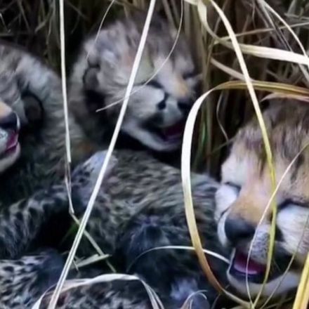 India's relocated cheetah gives birth to first cubs in the country in 70 years