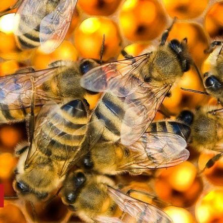 Tech firms use remote monitoring to help honey bees
