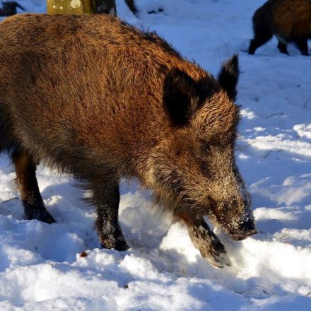 Radioactive pigs are wandering Central Europe, 30 years after the Chernobyl nuclear disaster