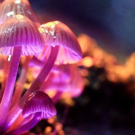 Research Shows Magic Mushrooms Can Offer Real Benefits in Depression Therapy