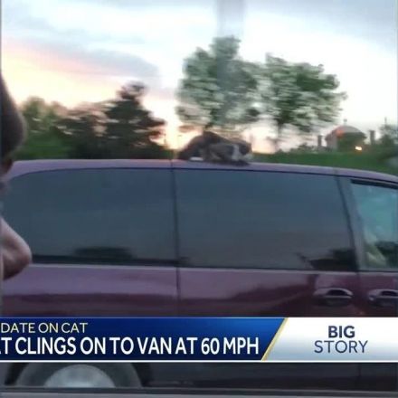 Curious cat hangs on to van at 60 mph