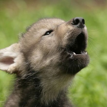 Dogs tune into people in ways even human-raised wolves don’t