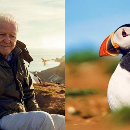 Sir David Attenborough to Host New Five-Part BBC Nature Series ‘Wild Isles’