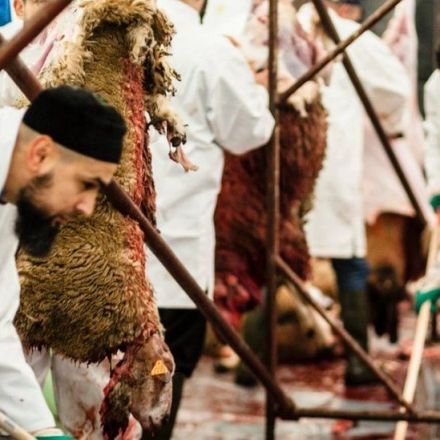 EU Court backs ban on animal slaughter without stunning
