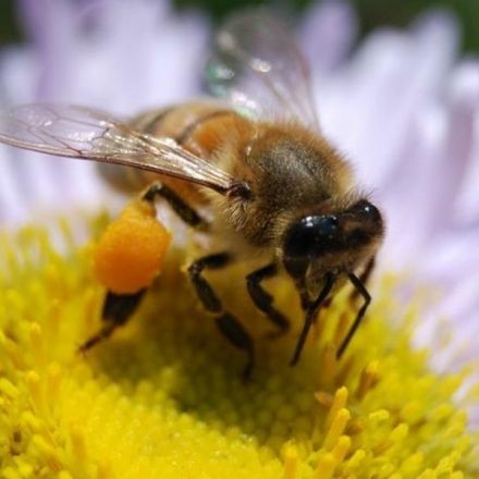 'Shameful': UK Approves 'Emergency' Use of Banned Bee-Killing Pesticide