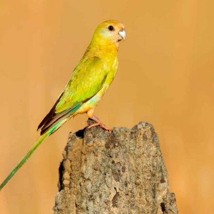 ‘We are going to lose these birds’: the quiet fight to save the golden-shouldered parrot