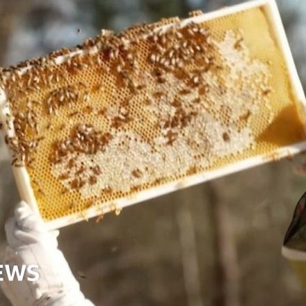 First vaccine for honeybees could save billions