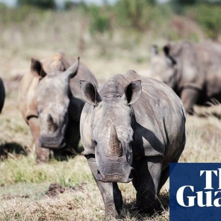 Rhino numbers rebound as global figures reveal a win for conservation