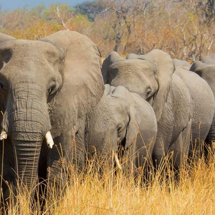 Elephants are dying in droves in Botswana. Scientists don’t know why