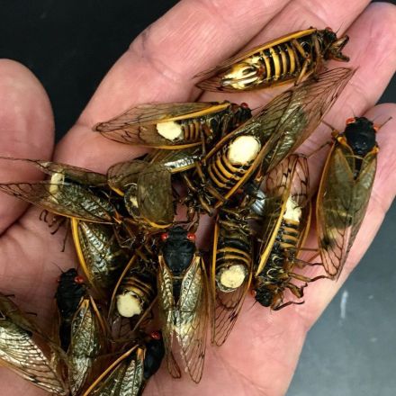 A Fungus Is Pushing Cicada Sex Into Hyperdrive And Leaving Them Dismembered