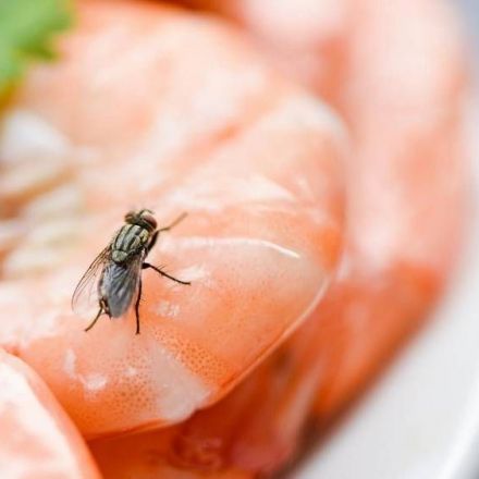 Flies on food isn’t just a nuisance. It’s dangerous to your health