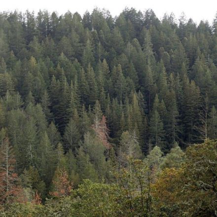 California Lost 36 Million Trees to Drought Last Year