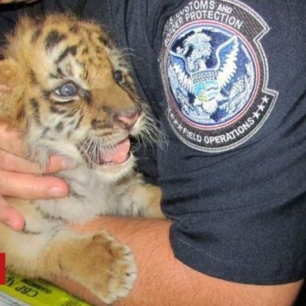 Tiger-smuggling US teenager jailed