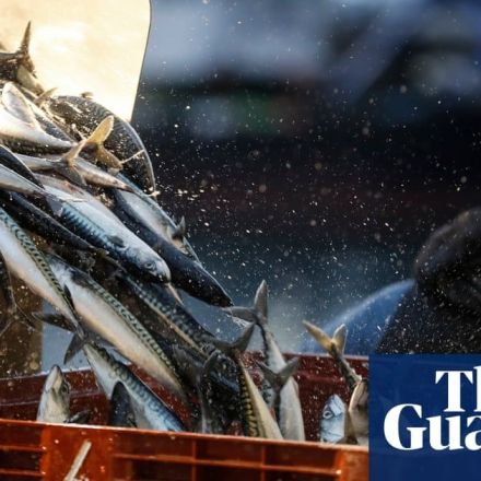 Mackerel loses sustainable status as overfishing puts species at risk