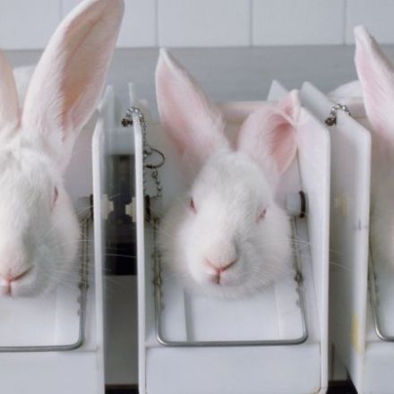 10 states have now banned the sale of cosmetics tested on animals