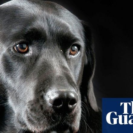 Dogs’ brains ‘not hardwired’ to respond to human faces