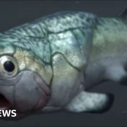 World's oldest heart found in prehistoric fish