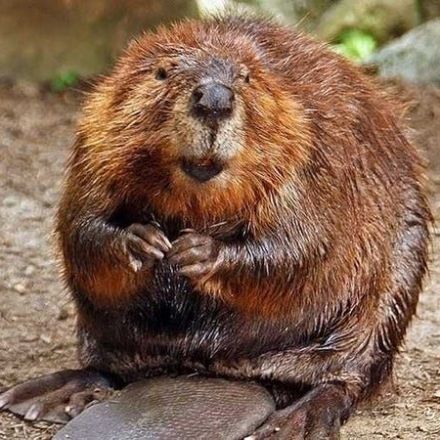 Vanilla-Scented Beaver Butt Secretions Are Used In Food And Perfume