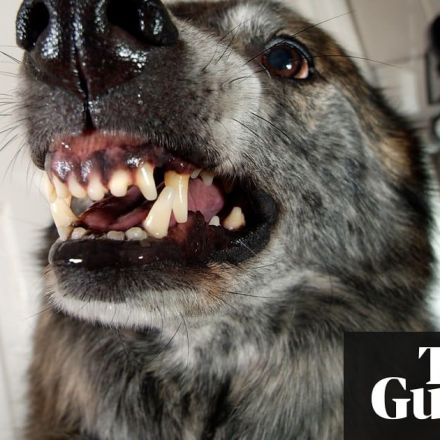 Uproar in Canada after homeopath gives boy pill made from rabid dog's saliva