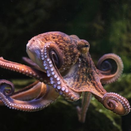 Female octopuses throw shells at males annoying them
