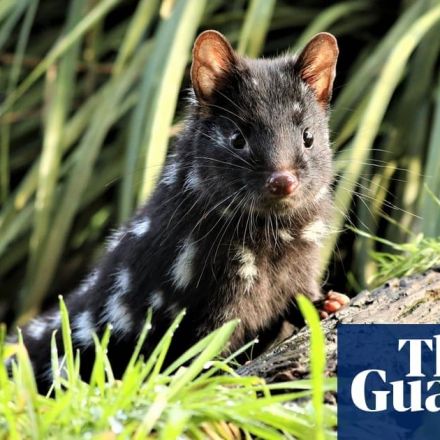 Release of 10 quolls boosts ‘insurance’ population of endangered marsupial