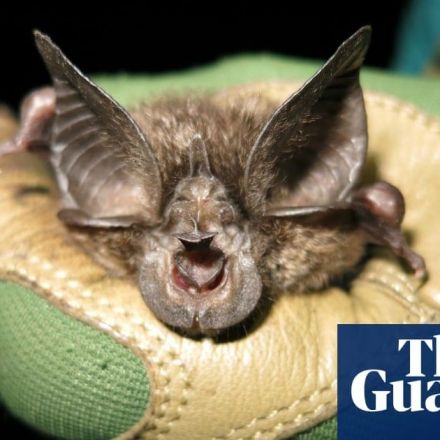 ‘It’s astonishing’: endangered bat not seen in 40 years found in Rwanda