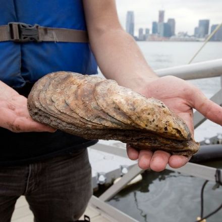 It’s the Biggest Oyster Found in New York in 100 Years. And It Has Stories to Tell.