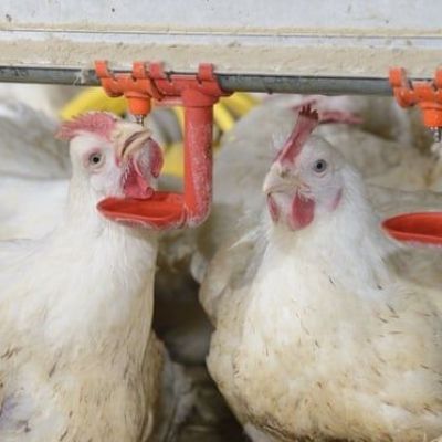 A million UK chickens ‘die needlessly each week to keep prices low’